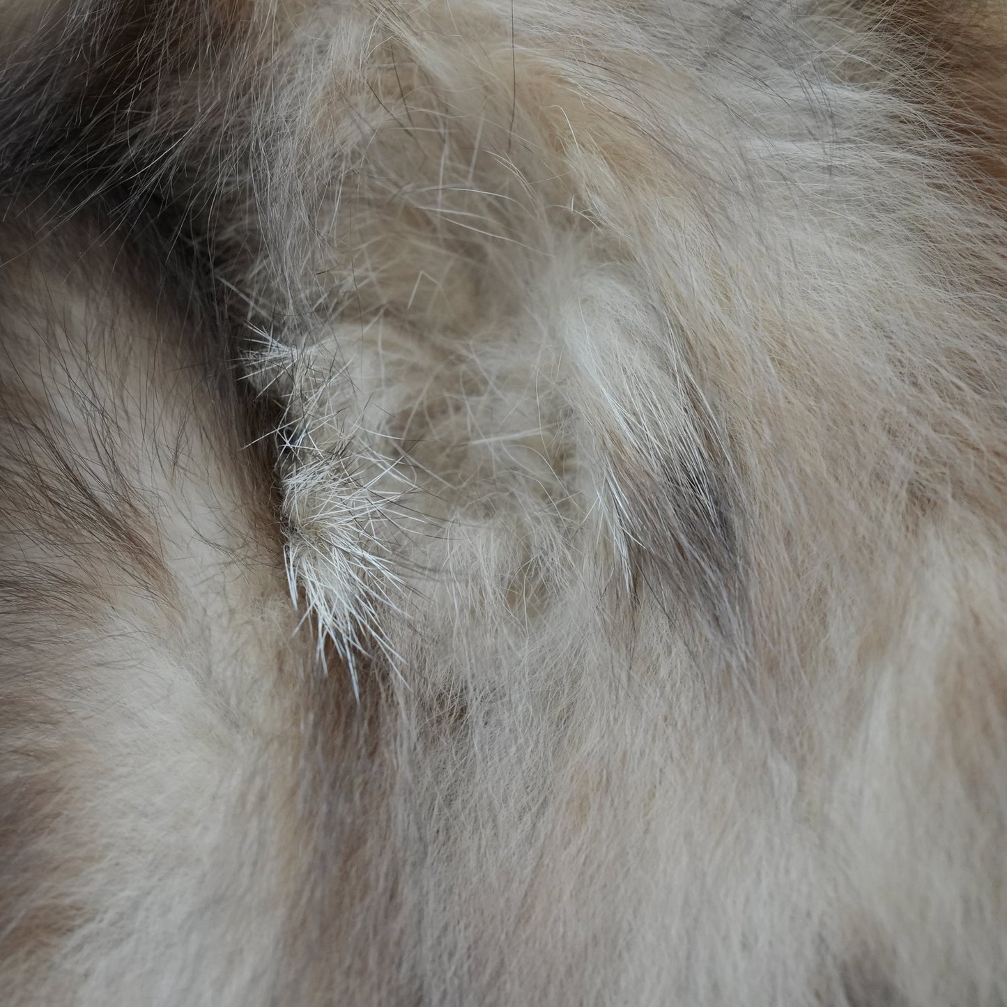 Fitch Fur Jacket ANAYI - Genuine Vintage Fur From Japan